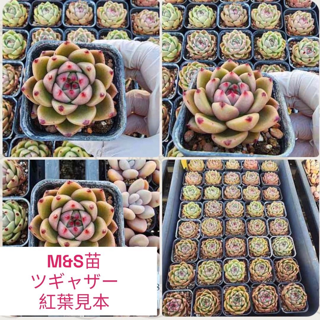 KJ32 チトス 韓国苗 兄弟多肉 多肉植物 エケベリア-