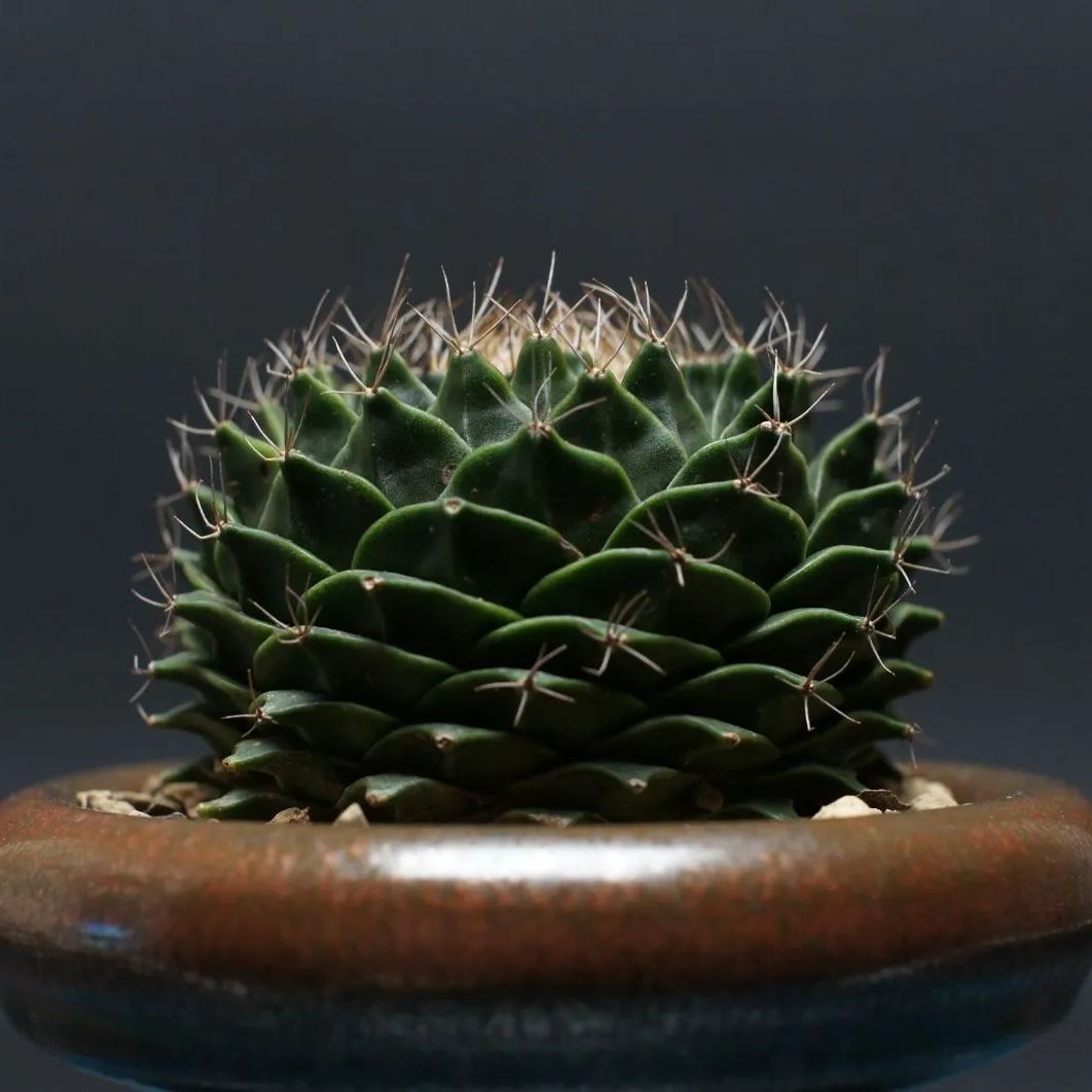 オブレゴニア デニグリー 帝冠 Obregonia denegrii 管理2419