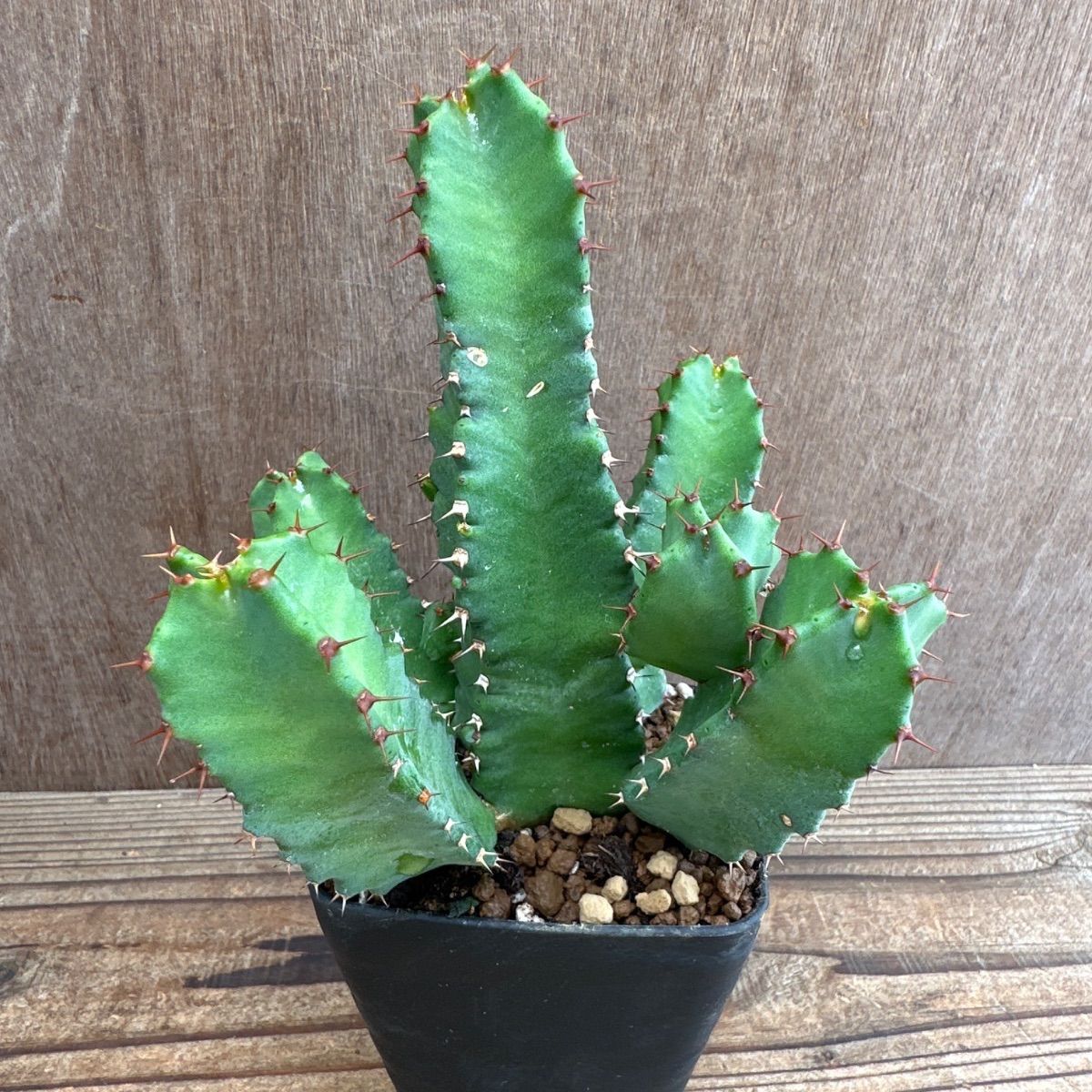 ユーフォルビア5種セット Euphorbia 現品 観葉植物 観葉 植物 珍奇