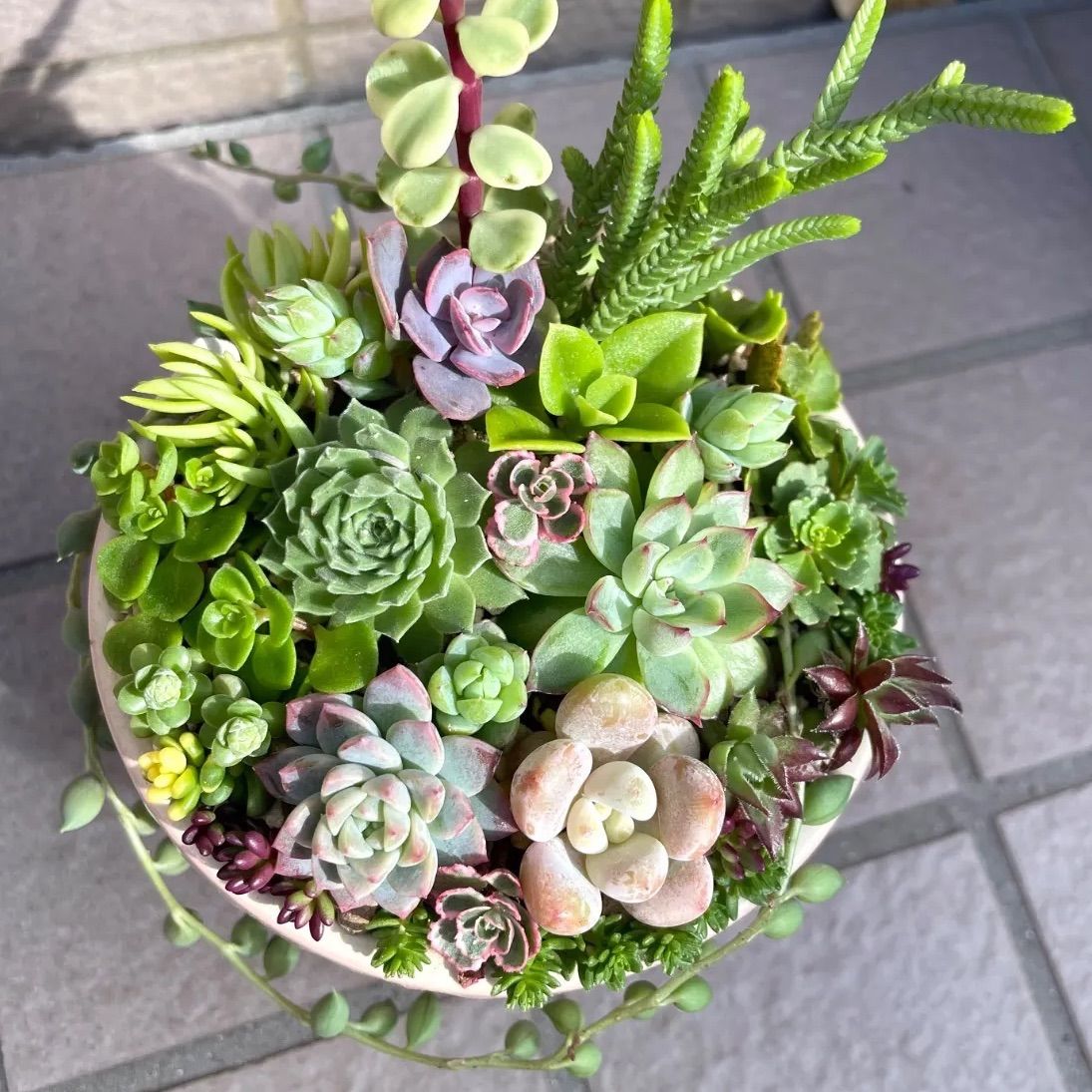 ①大箱多肉植物詰め合わせ　ミモザ多肉　カット苗セット　寄せ植えセット ①大箱多肉植物詰め合わせ ミモザ多肉 カット苗セット 寄せ植え
