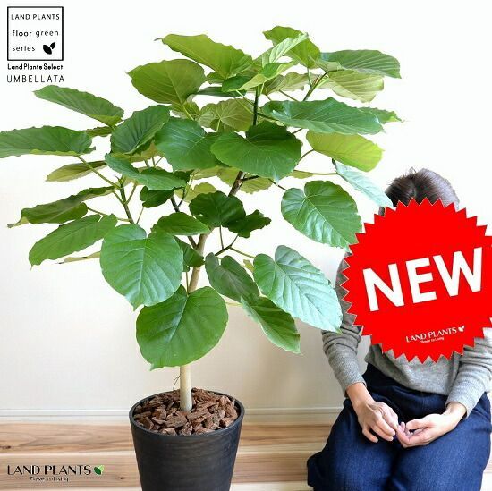 ウンベラータ 8号 ブラック セラアート鉢 鉢植え 大型 観葉植物 自然樹形 ギフト配送可 8号鉢 黒 ブラック