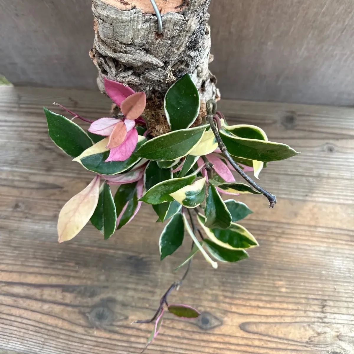 ホヤ カルノーサ リップカラー コルク付け 現品 サクララン 桜蘭 Hoya