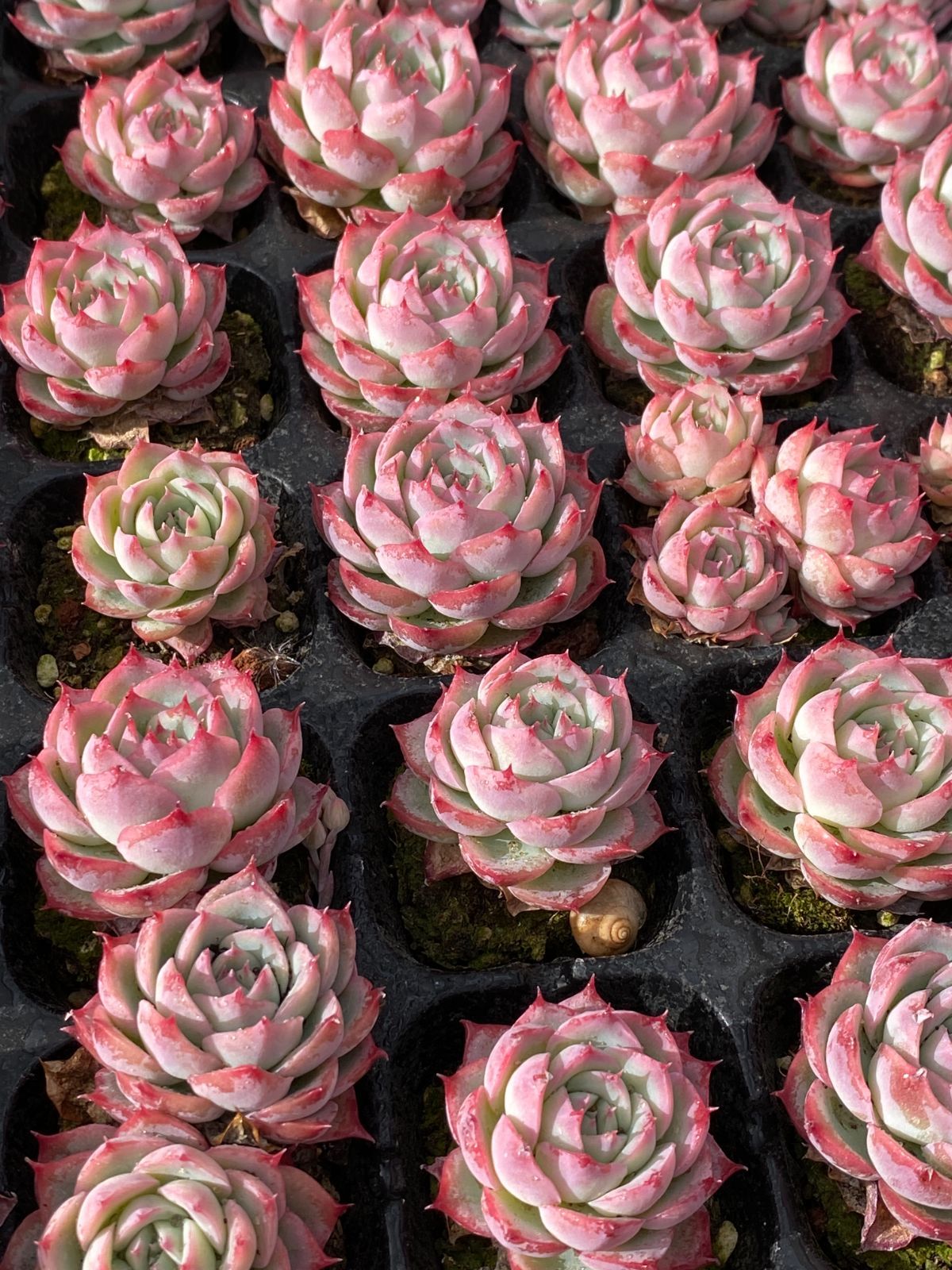 土付き ソクエイ XP742×50苗 ベリー ふっくら 多肉植物