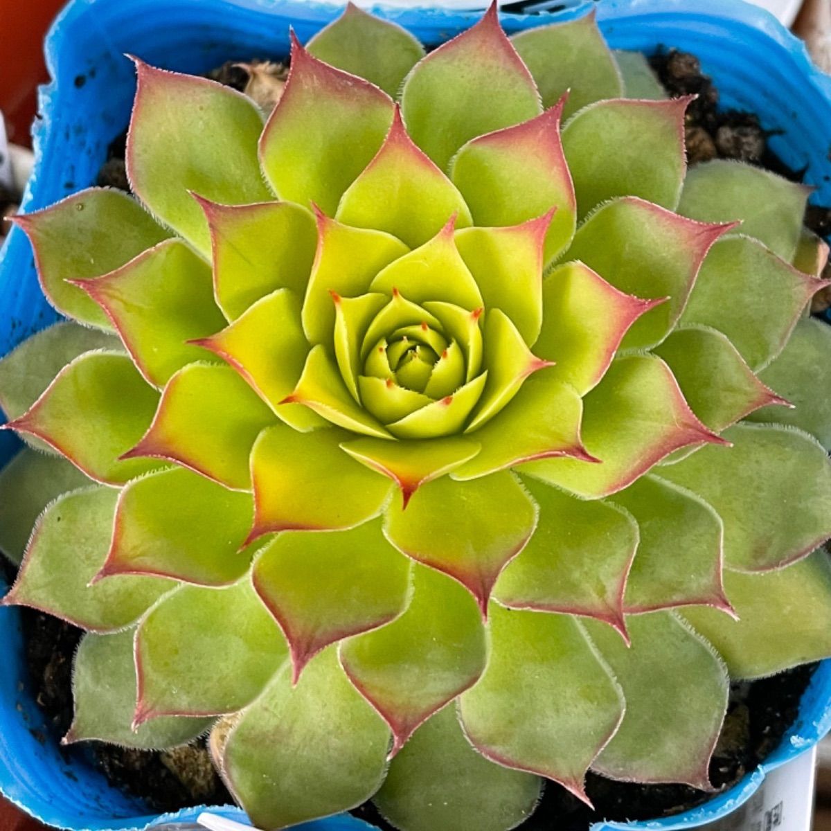 多肉植物 ゴールドナゲット❣️抜き苗 - メルカリ