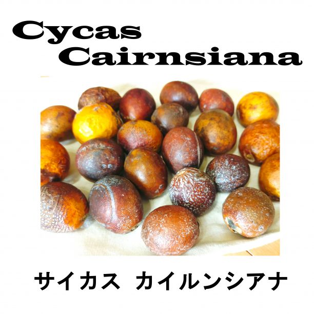 2月入荷 5粒 サイカス カイルンシアナ 証明書あり