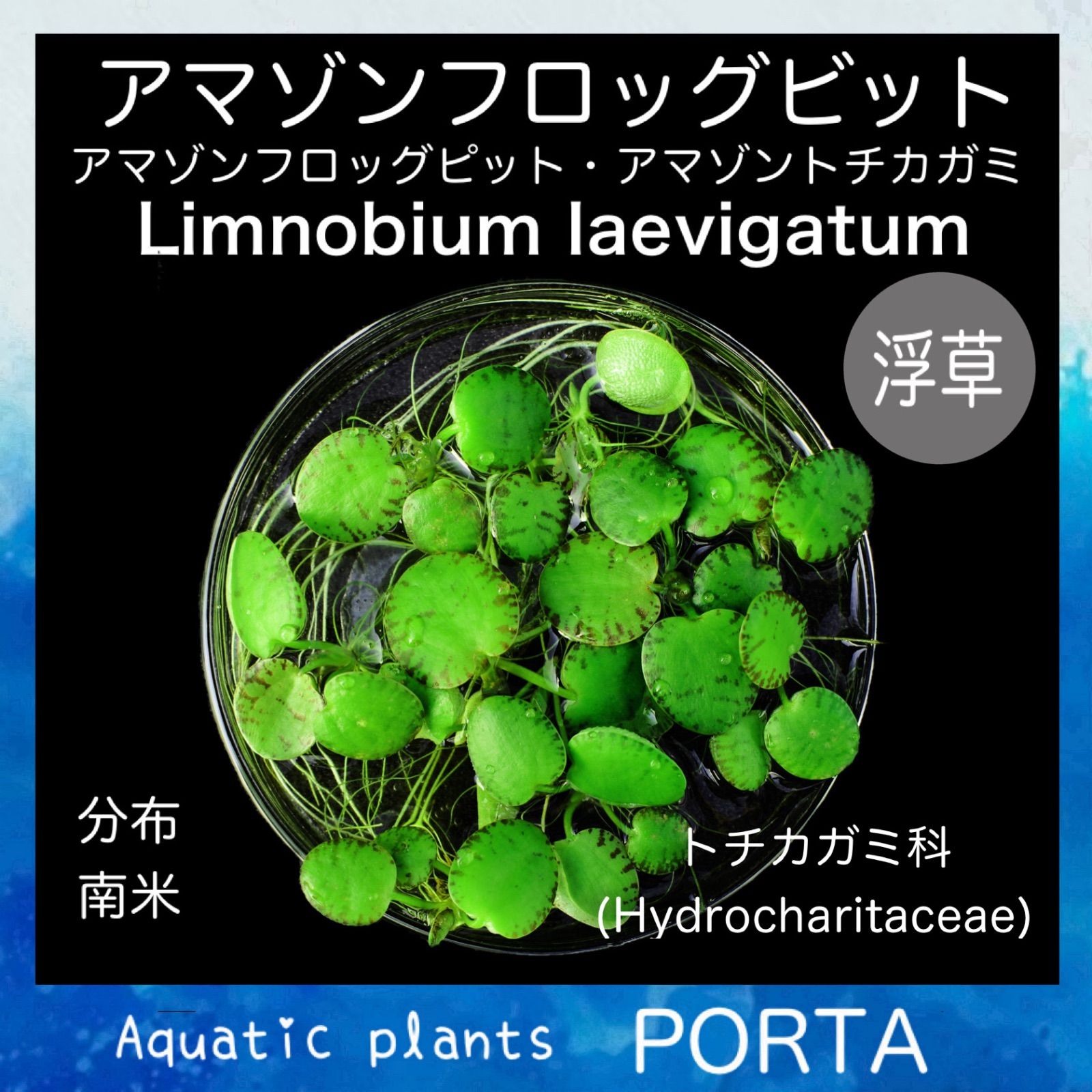 アマゾンフロッグピット 羨まし 1株(子株付) ~ 無農薬 浮草 水草 ビオトープ