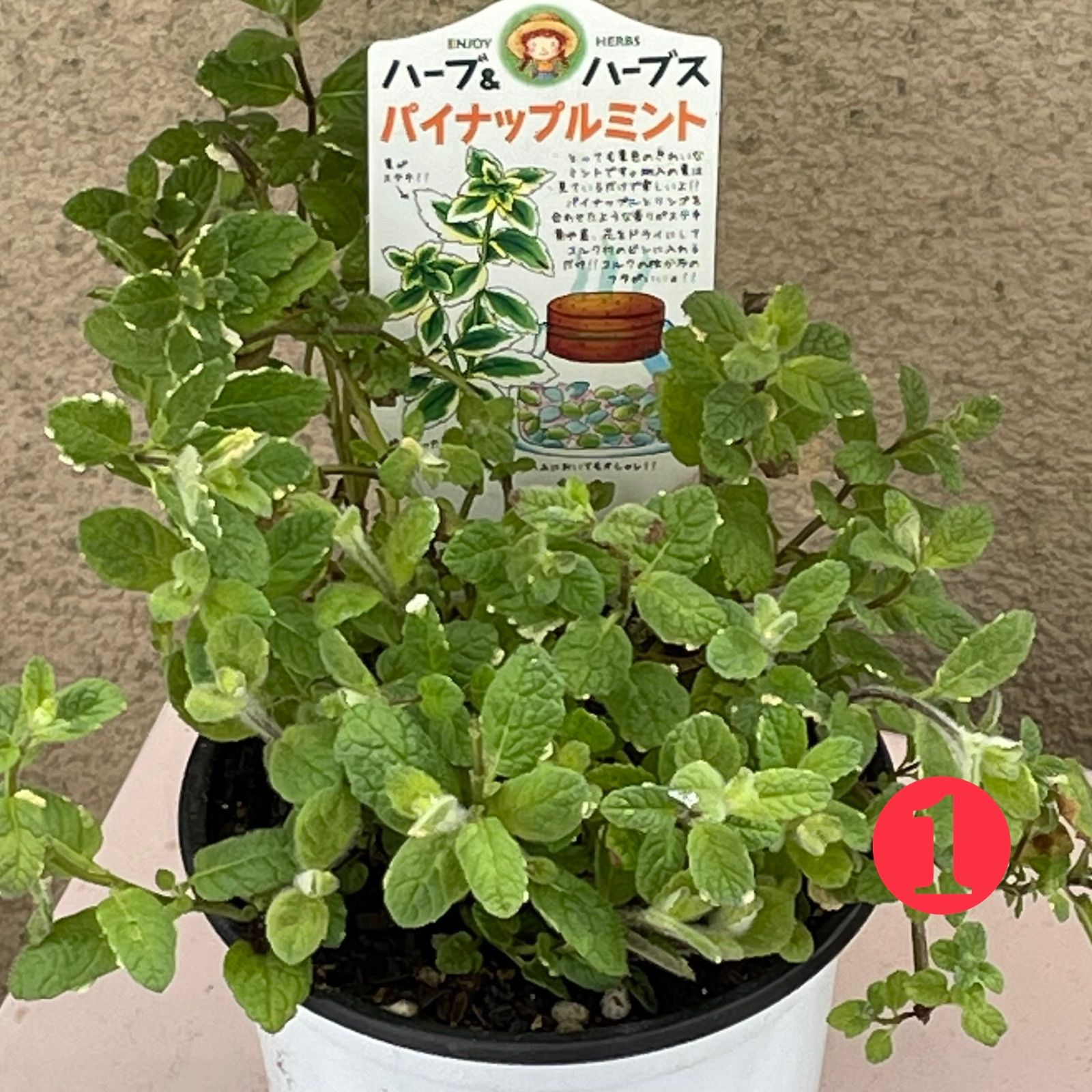 人気商品！】 観葉植物 ハーブ苗 ミント パイナップルミント ３号 ３