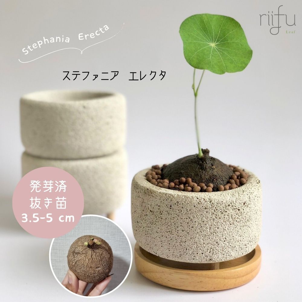 ステファニア エレクタ〛Stephania Erecta / ステファニアピエレイ 直径 3.5-5cm 塊根植物 コーデックス 抜き苗 発芽済 -  メルカリ