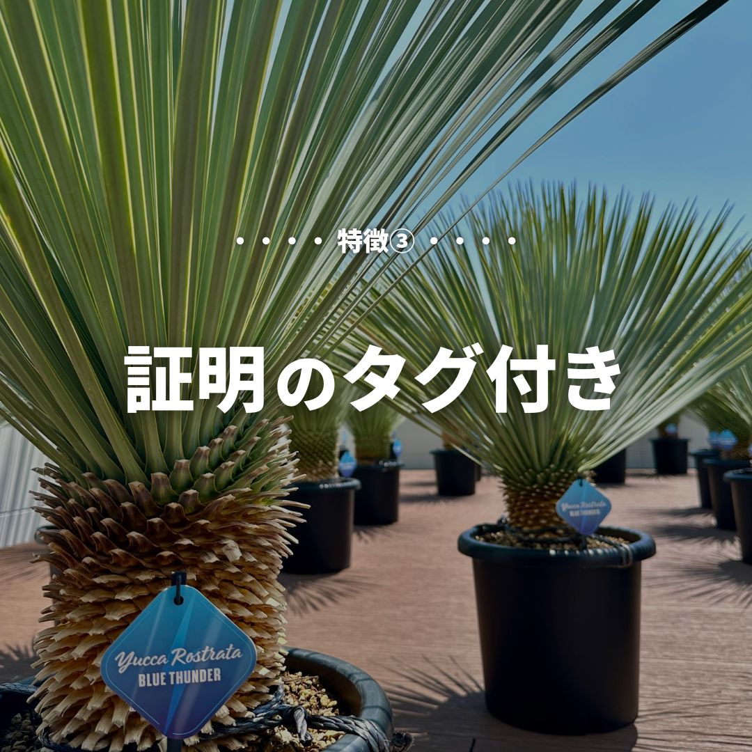 ユッカロストラータ ブルーサンダー ロックガーデン ドライ ユッカ・ロストラータ 'ブルーサンダー'｜Yucca rostrata var. 'Blue