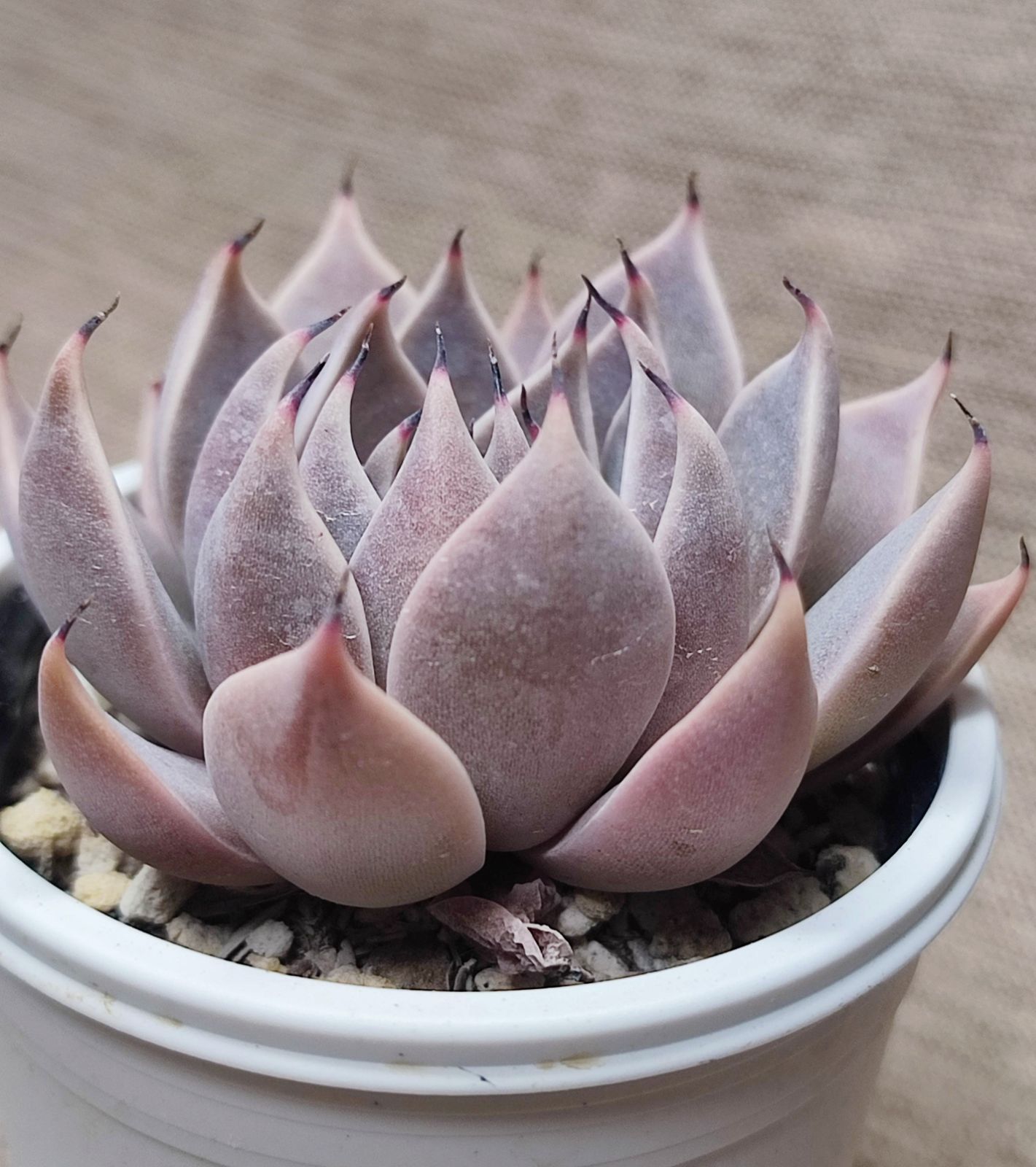 狩っ多肉紹介・・・クスピダータ エケベリア クスピダータ v