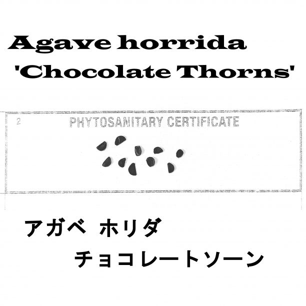4月入荷 100粒 アガベ ホリダ チョコレートソーン 種子 種 証明書あり