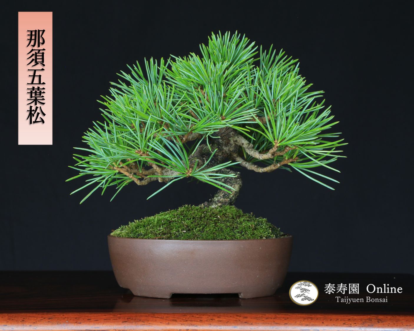 那須五葉松 実生 小品盆栽 泰寿園 Online 現品 盆栽 松柏 室内 鑑賞 趣味 卓上盆栽 盆栽鉢 グリーン 和 ギフト プレゼント 贈答品 ミニ盆栽 誕生日 母の日 父の日 敬老の日 記念日 お祝い 2