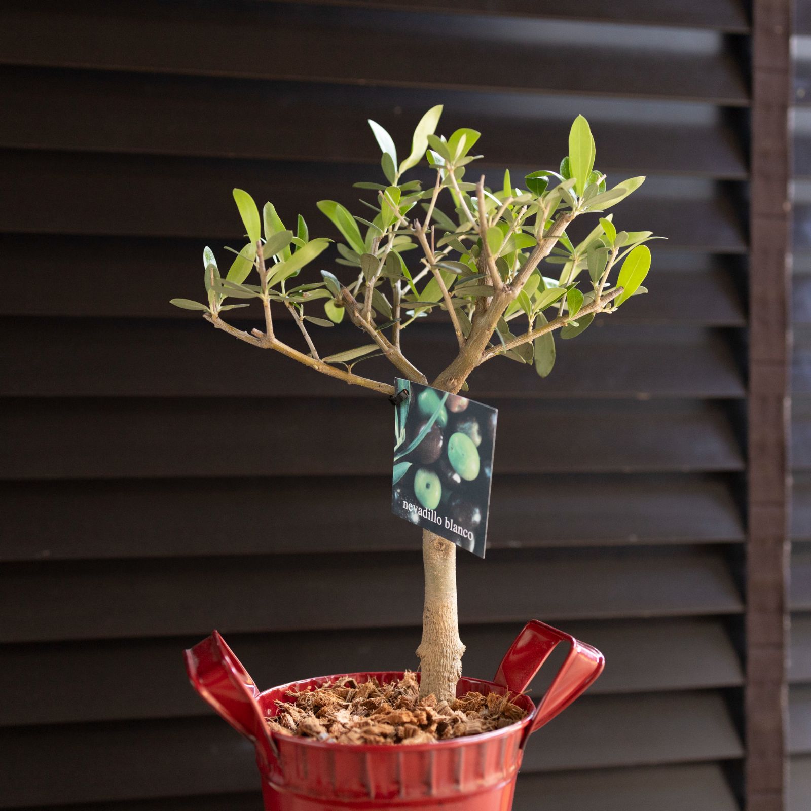 クリスマス オリーブ 2鉢セット 創樹 Olive オリーブの木 盆栽 SOUJU