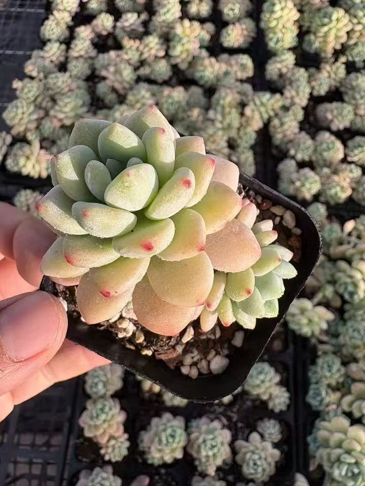 50株の抜き苗セット】ピンクラウル 多肉植物 佐川急便発送