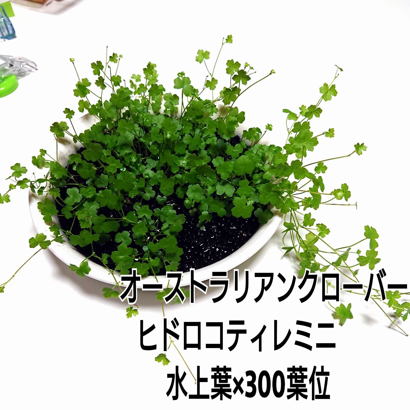 メルカリshops メルカリ便 オーストラリアンクローバーヒドロコティレミニ水上葉３００葉位