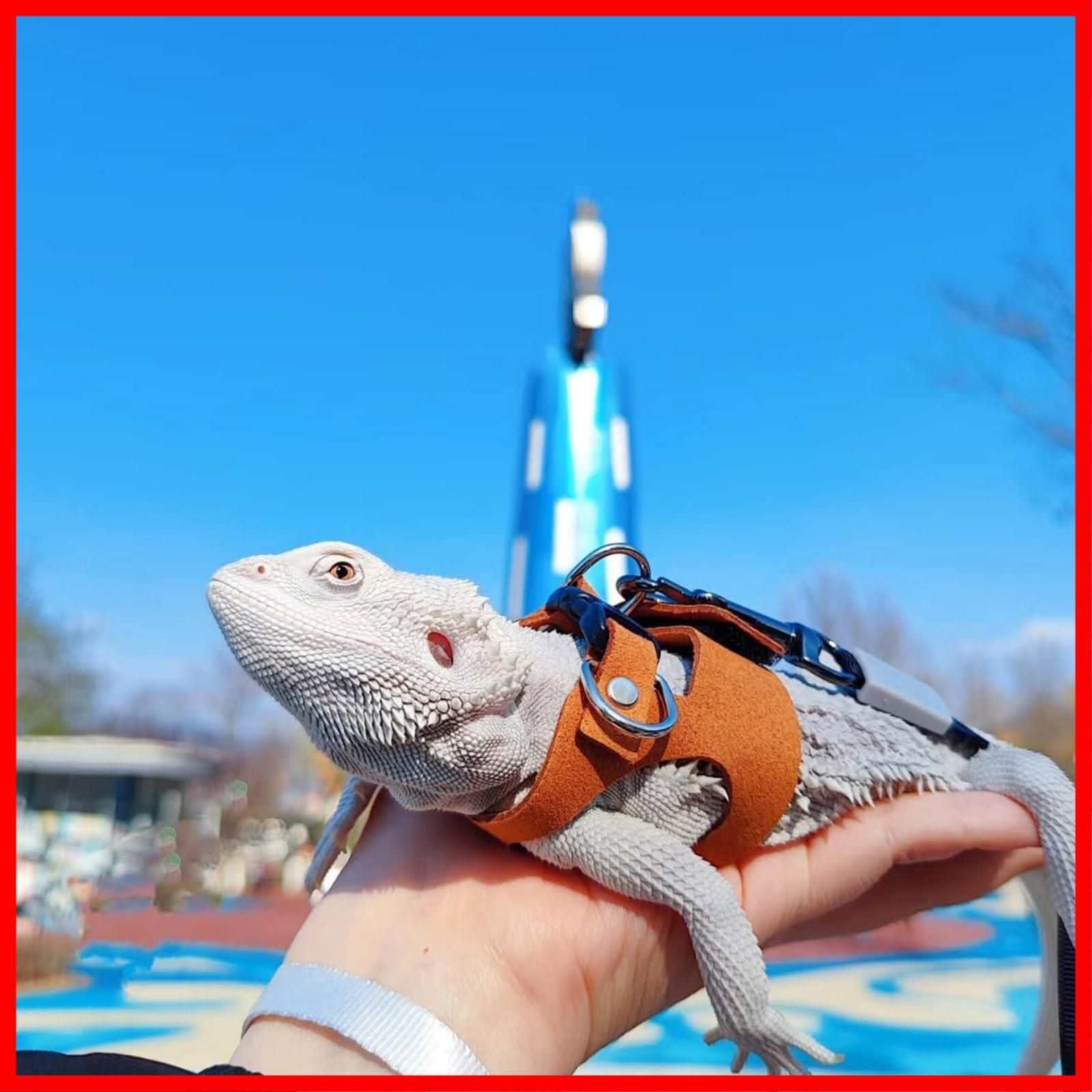 時々トカゲ 新着‼️ヨルトカゲとクビワトカゲ～ : 爬虫類倶楽部大宮店公式ブログ