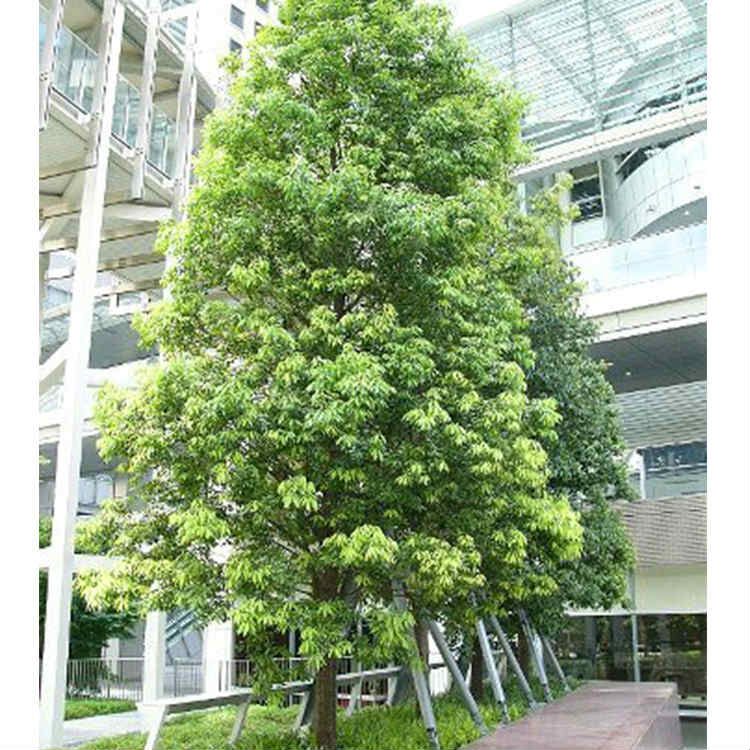 シラカシ 樹高0.3m前後 10.5cmポット （150本セット）（送料無料） 苗 植木 苗木 庭 20本セットアラカシ樹高0.3m前後10.5cmポット 苗⁄苗木 15本セット