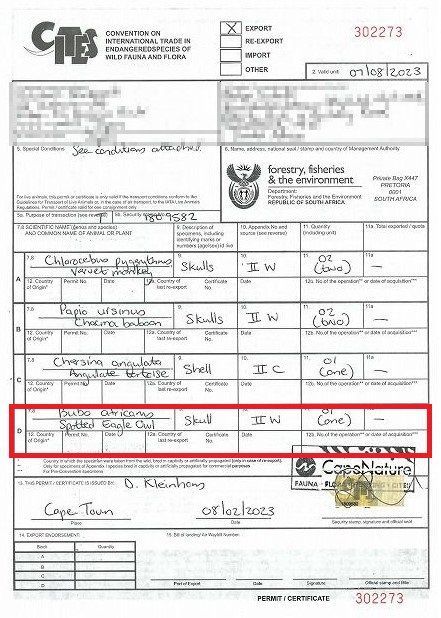 レア！アフリカワシミミズク 頭骨※捕獲データ付