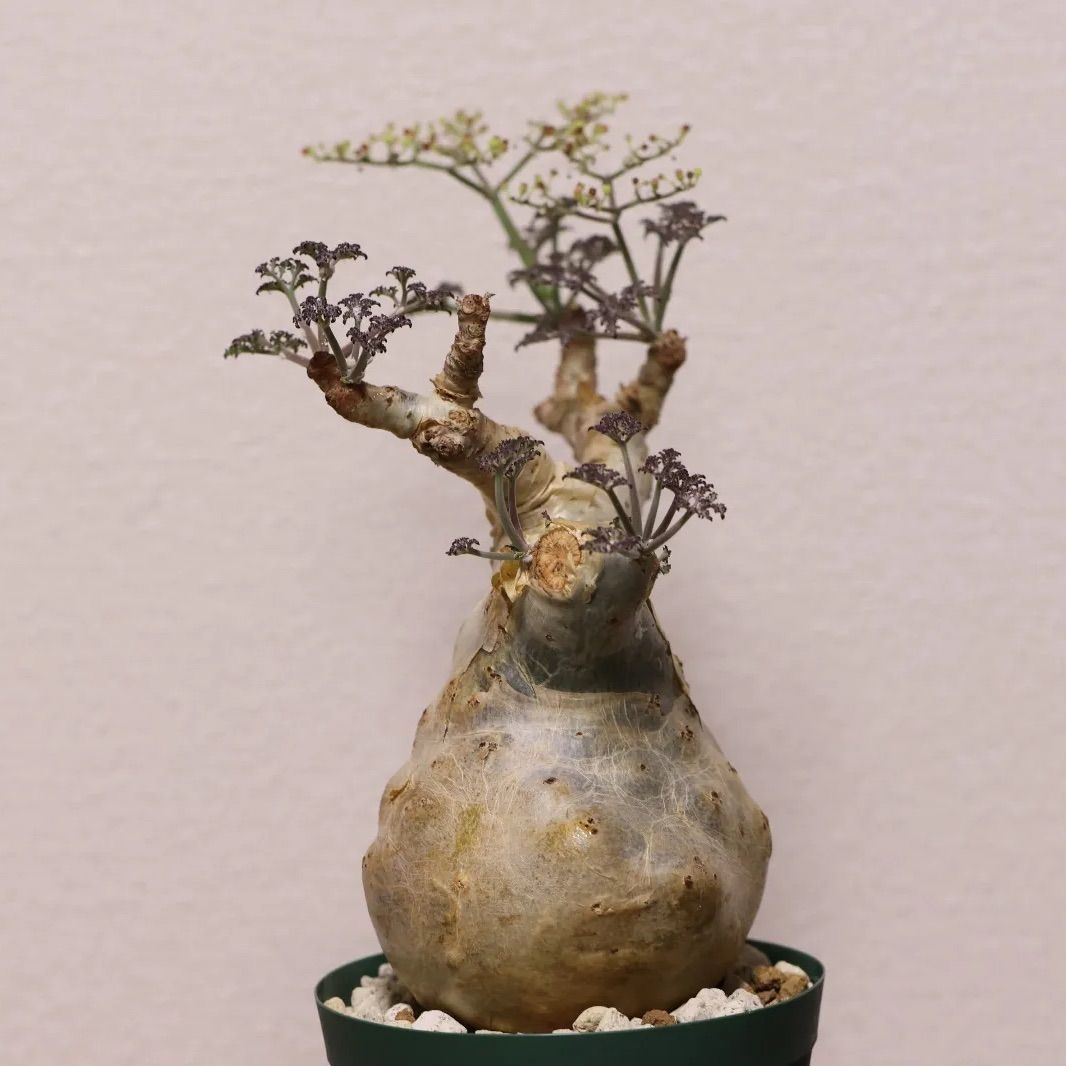 キフォステンマ