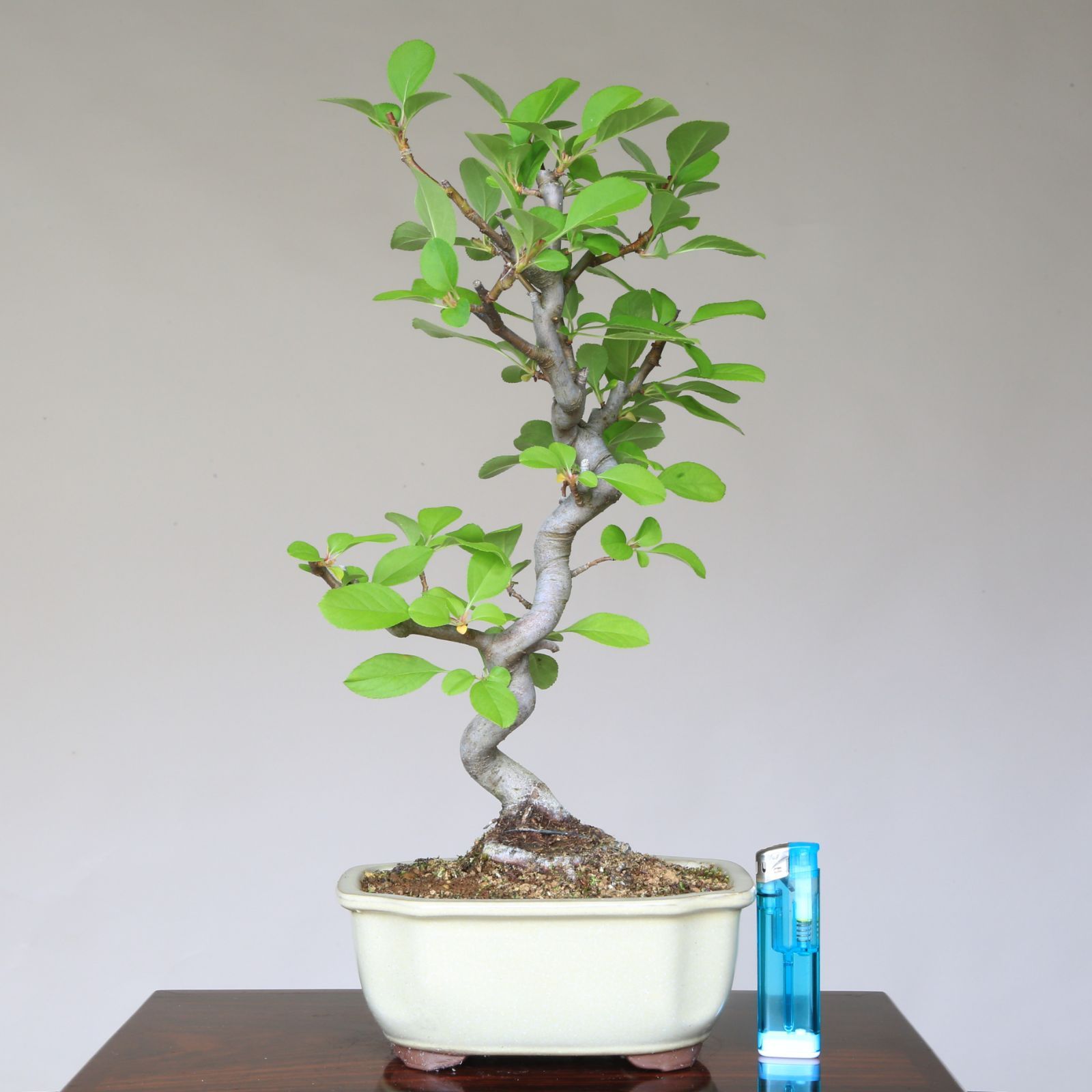 盆栽 ミニ盆栽 海堂 カイドウ 真柏 黒松 五葉松 五葉松 #花らんど #盆栽 #ミニ盆栽 #小品盆栽 #盆栽初心者