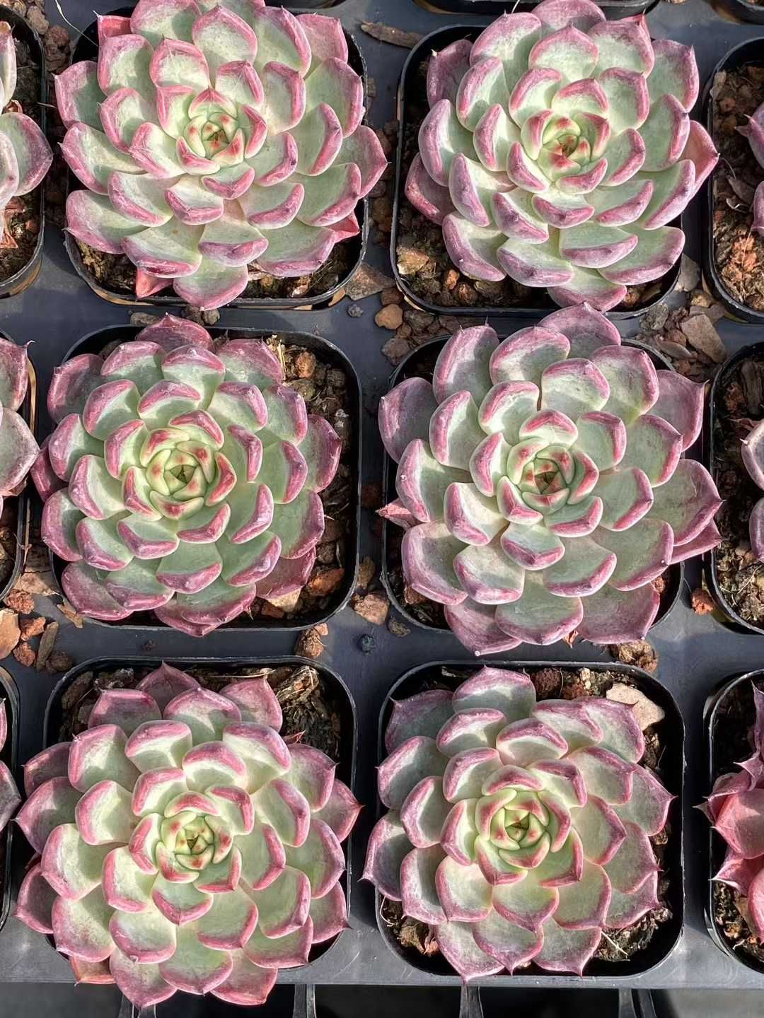 QS1059×50 ブラックナイト 抜き苗 多肉植物 アエオニウム エケベリア 韓国苗