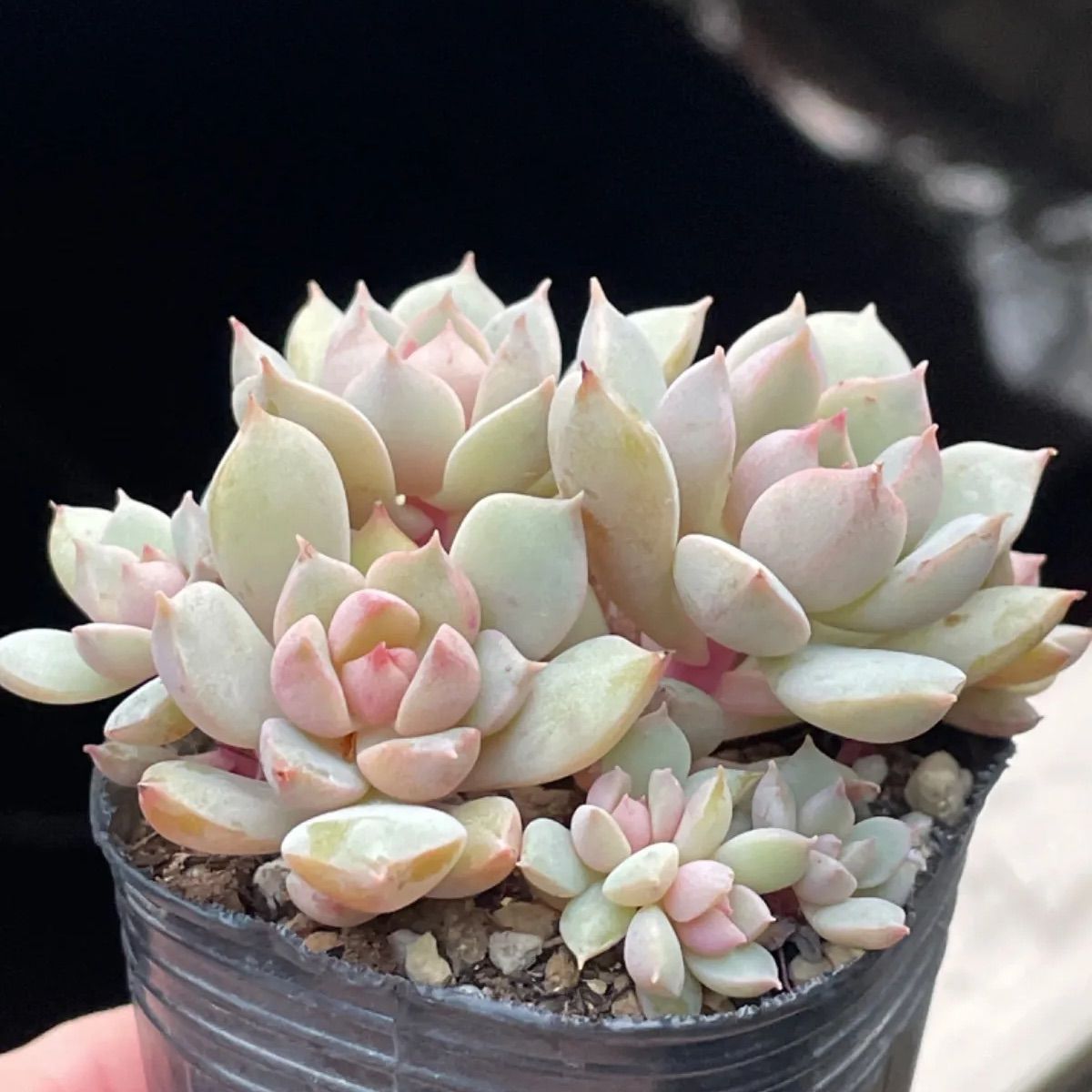 多肉植物♡白菊の舞❤︎抜き苗(根付き) - メルカリ