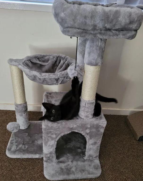 大型猫