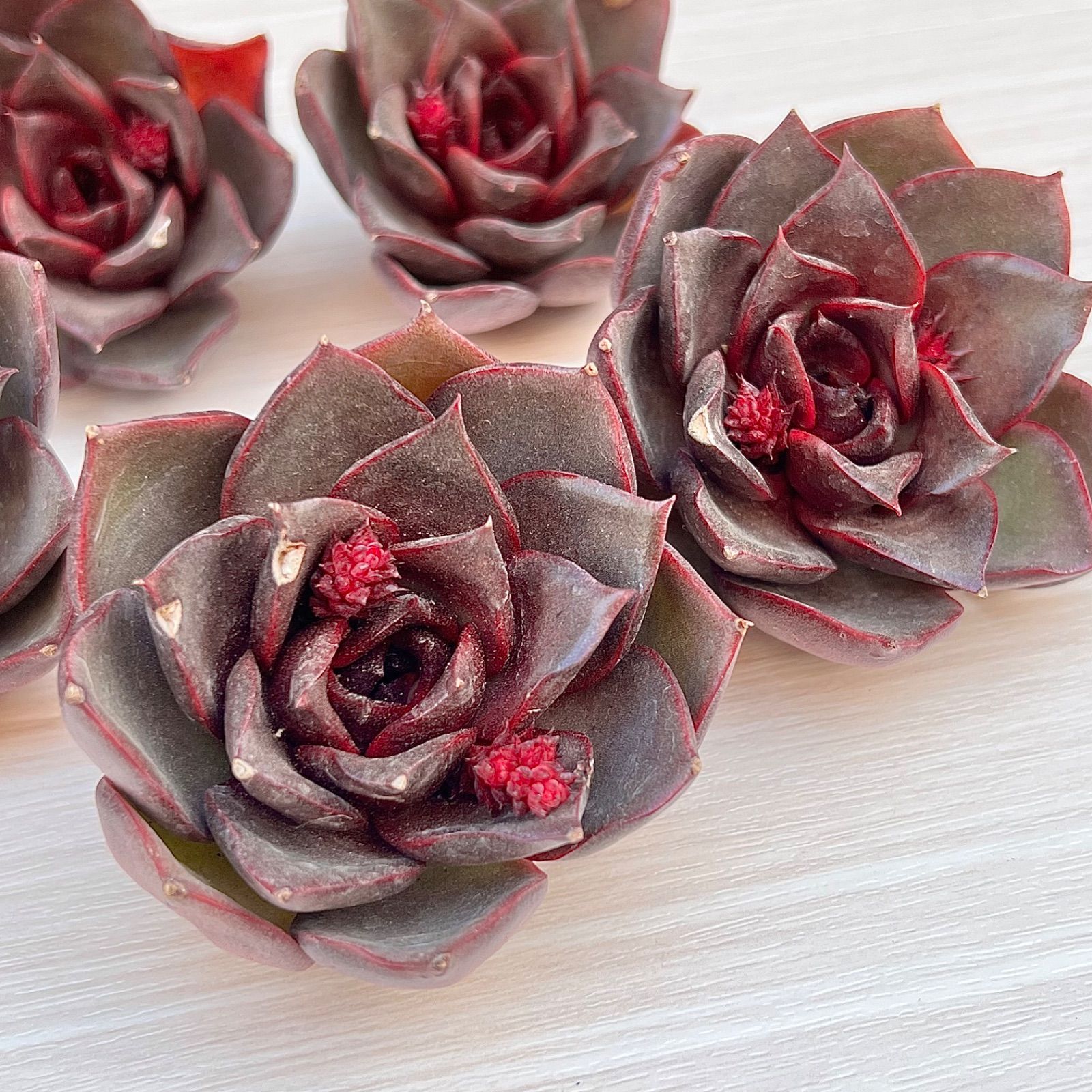 多肉植物 レッドローズ 韓国苗 - メルカリ