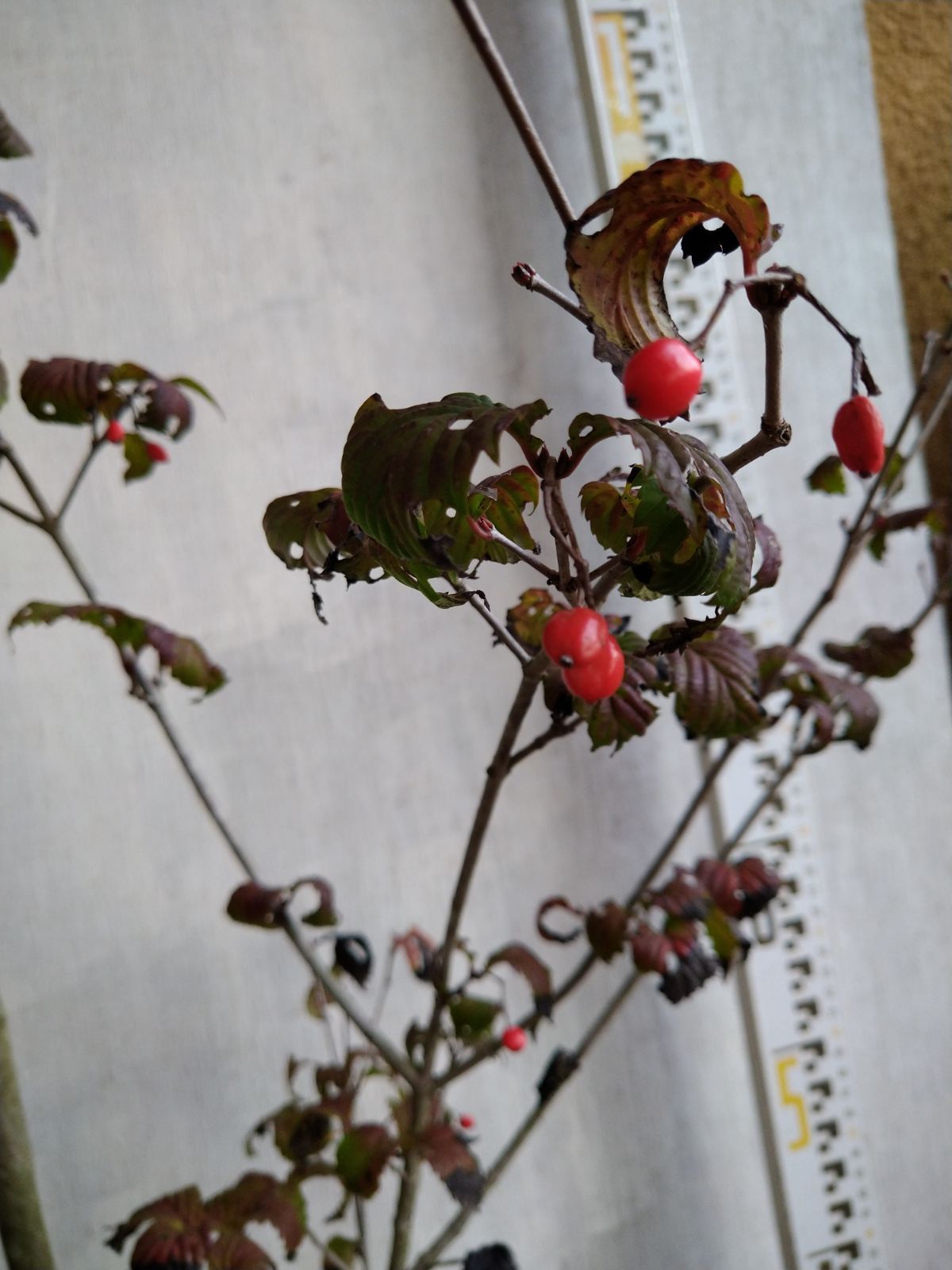 オトコヨウゾメ株立ち① ショップ オトコヨウゾメ株立ち①