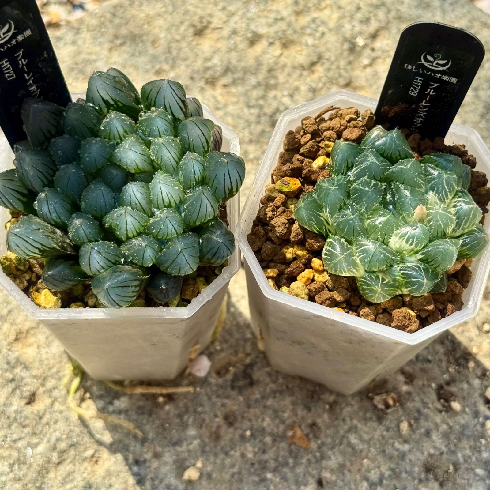 【激安】オブツーサ ブルーレンズ　大株・小粒　鉢付き植えたまま　極上品　高級 2025年最新】ハオルチア ブルーレンズの人気アイテム - メルカリ
