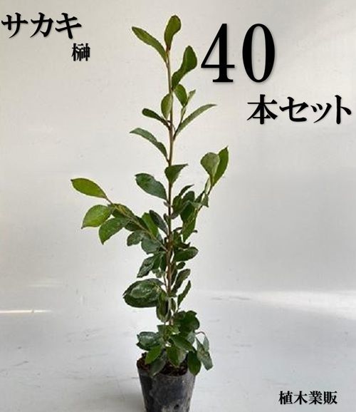 40本セット サカキ ホンサカキ 本榊樹高0.2m前後10.5cmポット
