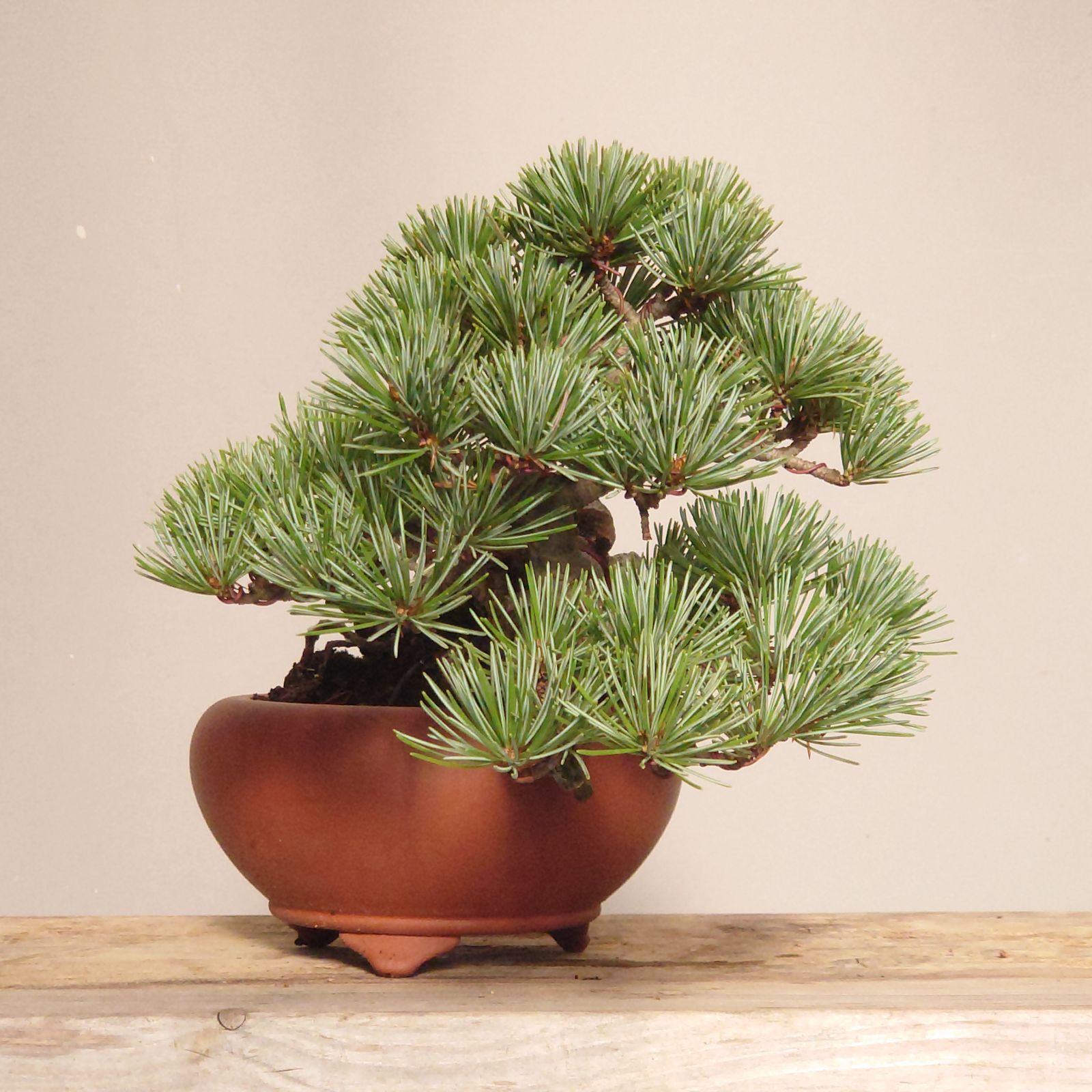 盆栽 五葉松 半懸崖 五葉松半懸崖盆栽 五葉松(石槌五葉松)[半懸崖] 小品