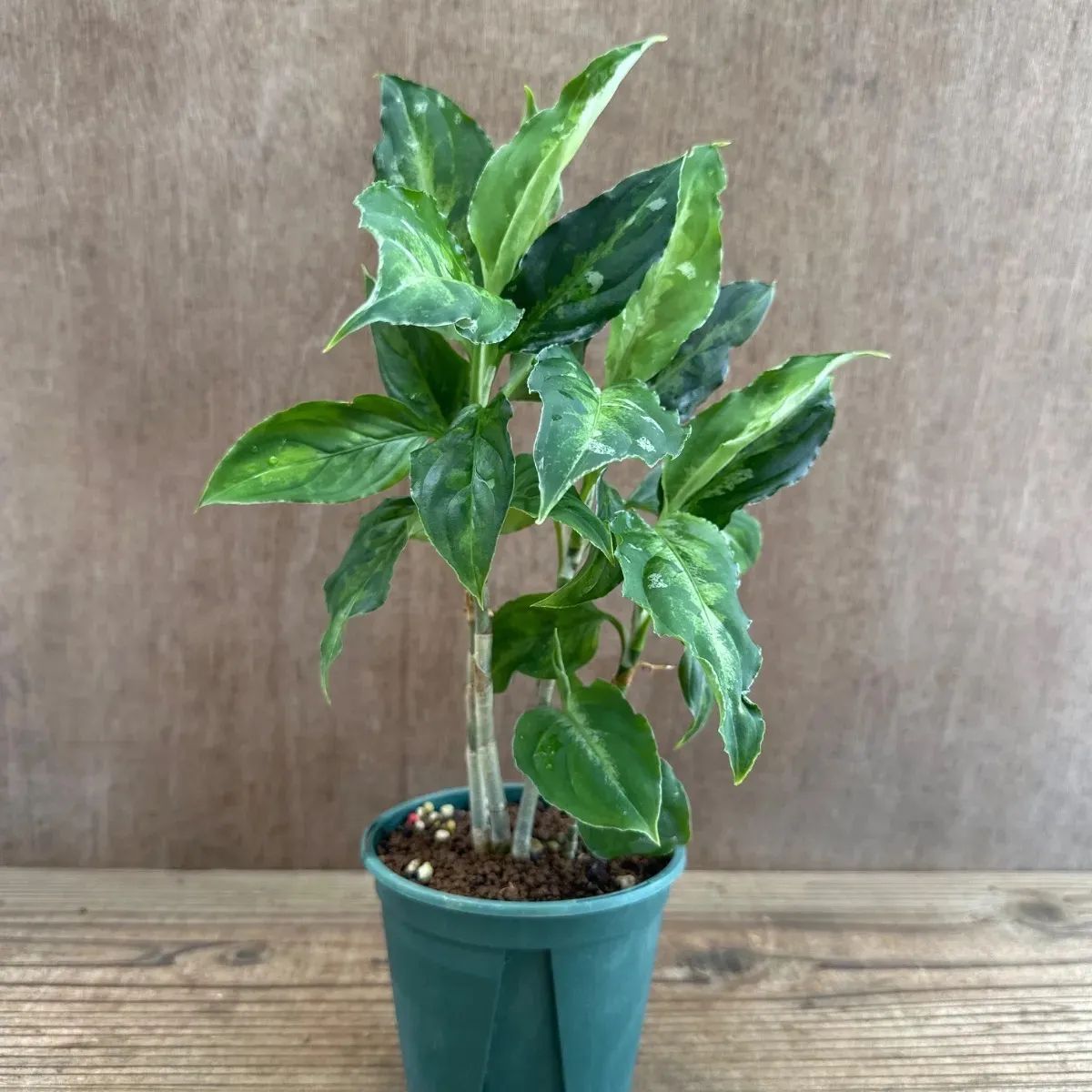 Aglaonema pictum tricolor 観葉植物 Aglaonema pictum tricolor(アグラオネマ ピクタム トリカラー
