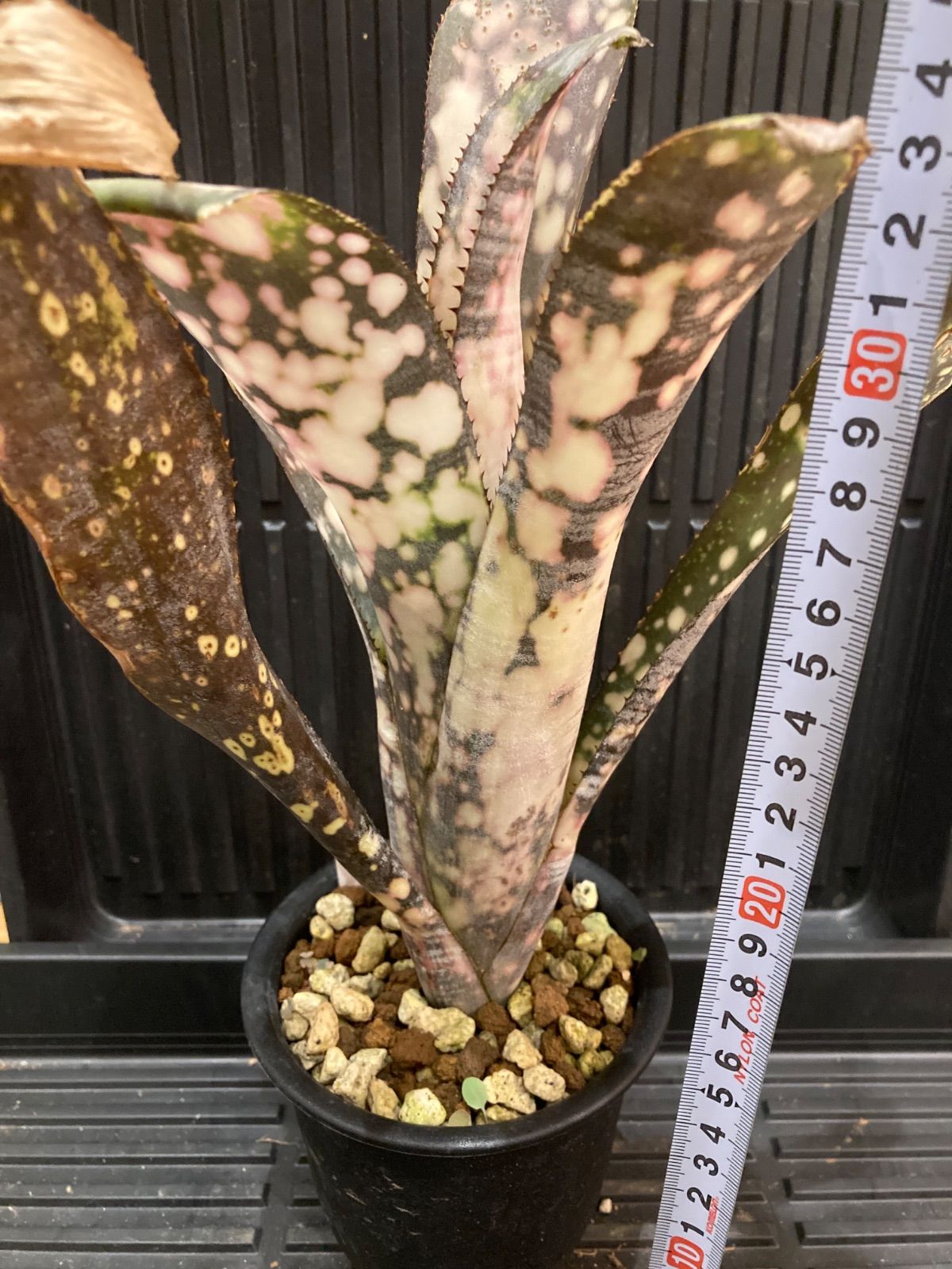 ビルベルギア Billbergia Strawberry× Domingos Martins - メルカリ