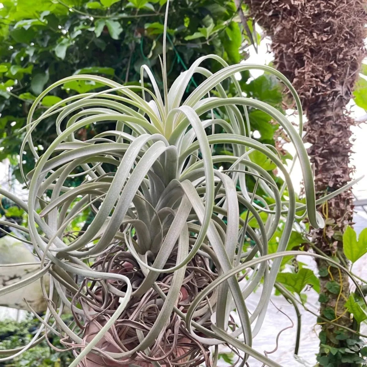 40×40＊チランジア エクセルタ Tillandsia exserta＊エアプランツ