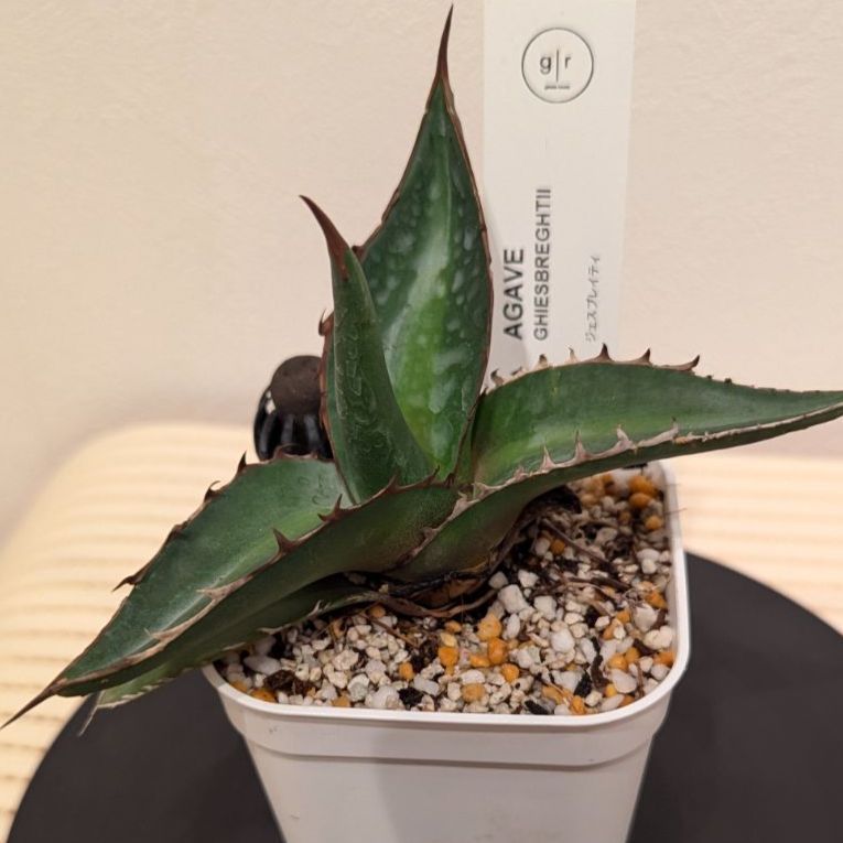 アガベ 帝釈天 ジェスブレイティ Agave ghiesbreghtii 鉢ごと配送 - メルカリ