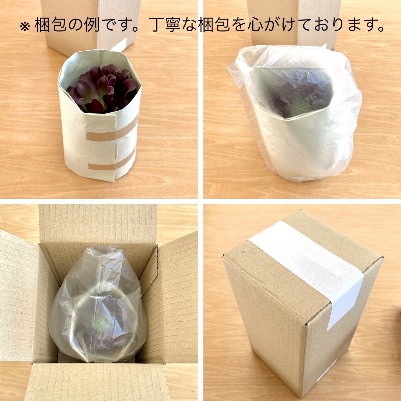 アガベ ストリクタ ／ 多肉植物 観葉植物 - メルカリ