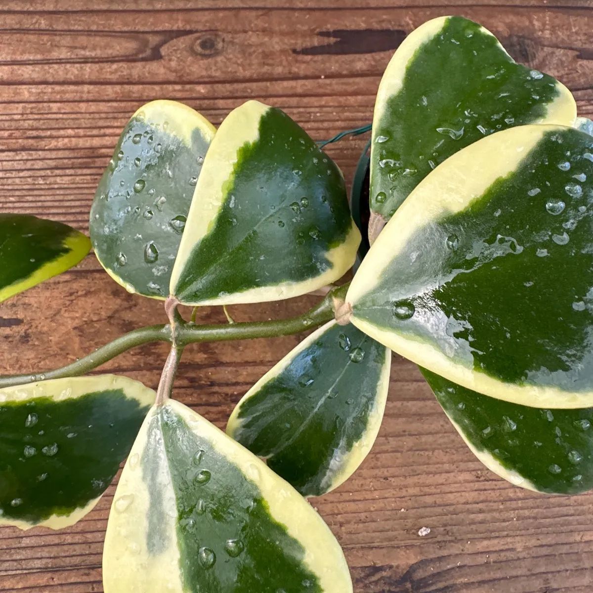 KN 鮮明中斑 ホヤ(サクララン属） ケリー（HOYA KERRII `VARIEGATAED