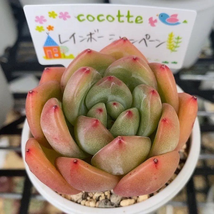 レインボー様　おまとめ出品 レインボー様おまとめ出品