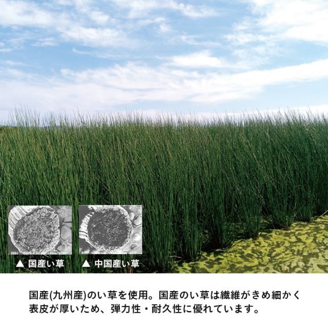 ダニ増殖抑制 無地