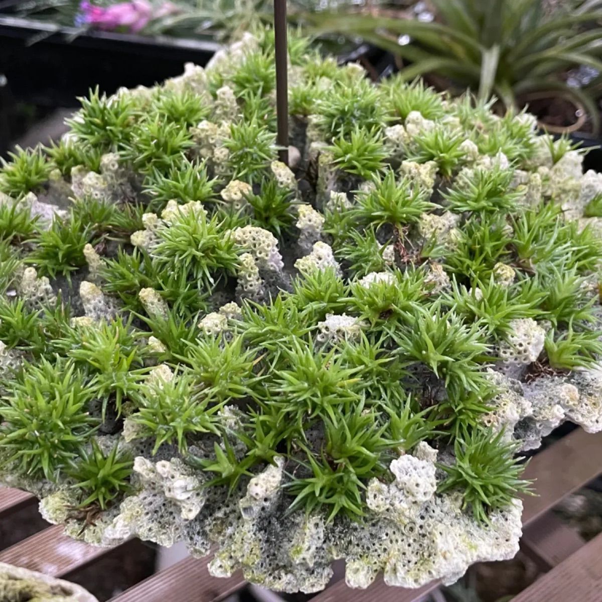 φ3×2密]チランジア アエラントス テディベア Tillandsia