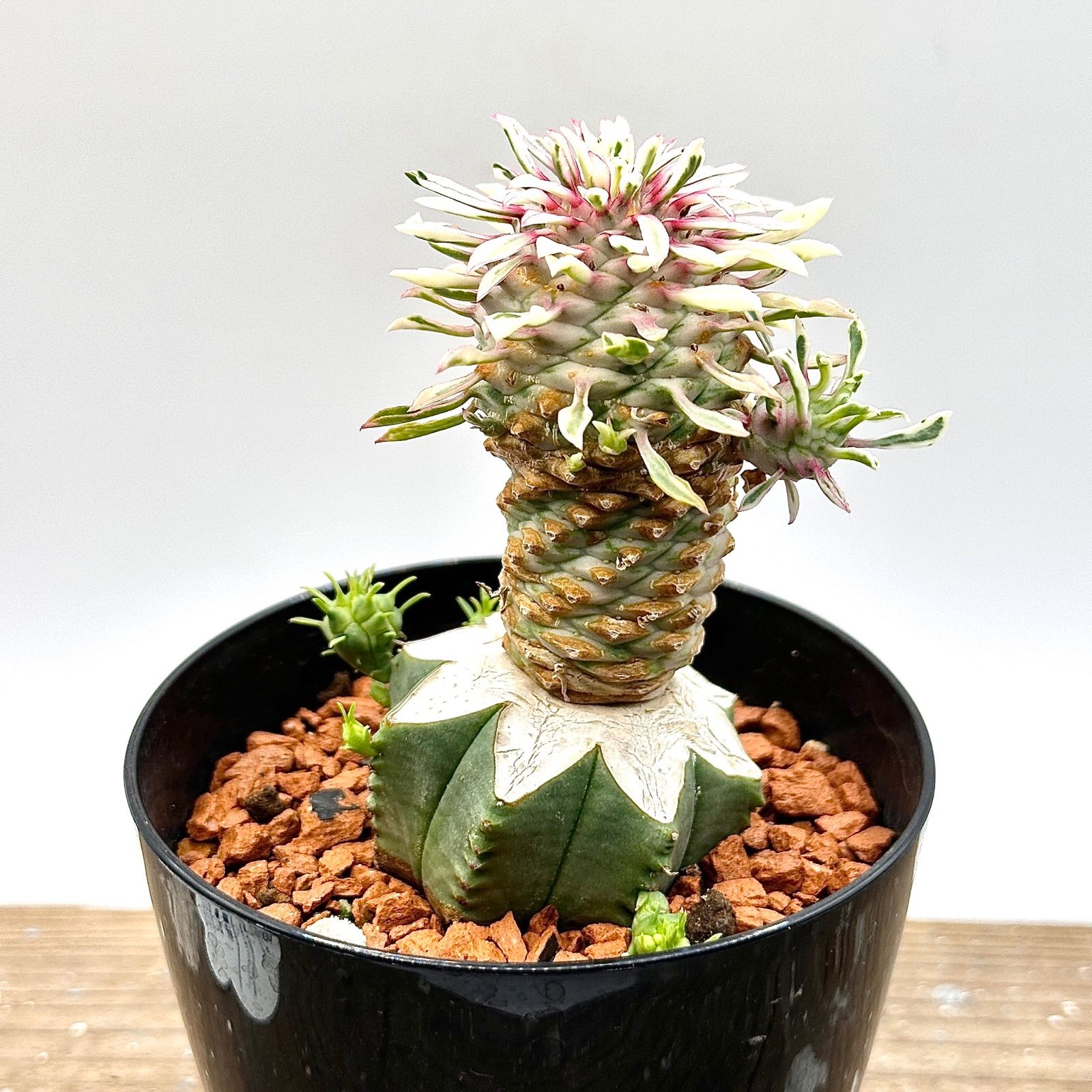 ユーフォルビア 蘇鉄麒麟錦 'ほほえみパイン' | STELLA.PLANTS