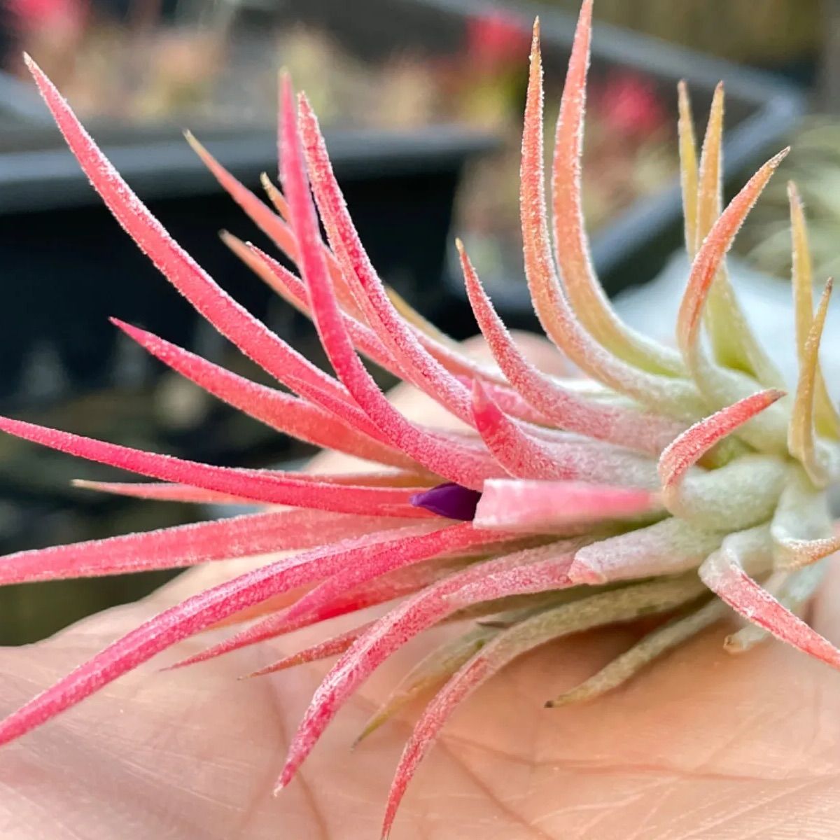 チランジア　イオナンタ　Always pink イオナンタ オールウェイズ レッド from 村長 Tillandsia ionantha