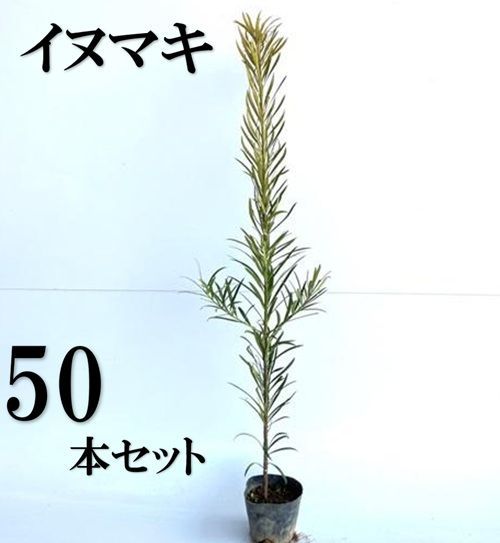 50本セット イヌマキ樹高0.6m前後10.5cmポット