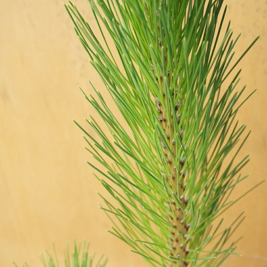 登坂広臣着用モデル】シュプリーム ヨウジヤマモト コラボ ビッグロゴ