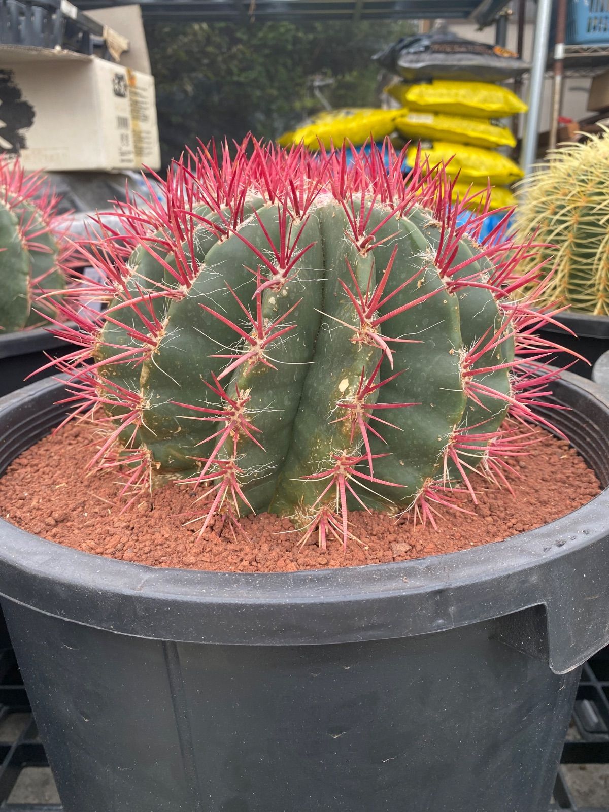 激レア)プテロカクタス フランス種子実生 19種類セット 激レア)プテロ