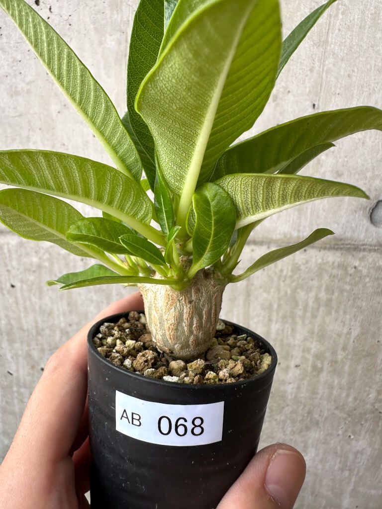 現品限り パキポディウム ウィンゾリー 実生 AB68 Pachypodium windsorii 植物 塊根植物 夏型 コーデックス