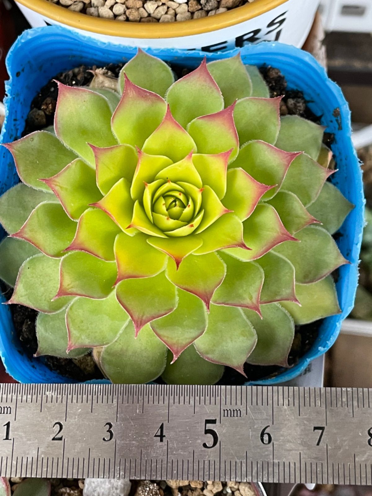 多肉植物 ゴールドナゲット❣️抜き苗 - メルカリ