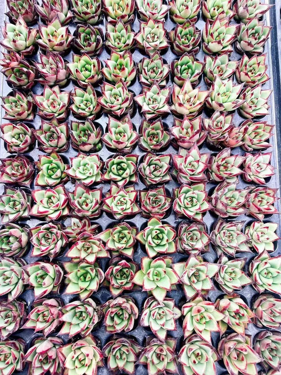 LL1013×105 クロエボニー 土付き 肉厚 多肉植物 アエオニウム エケベリア 韓国苗