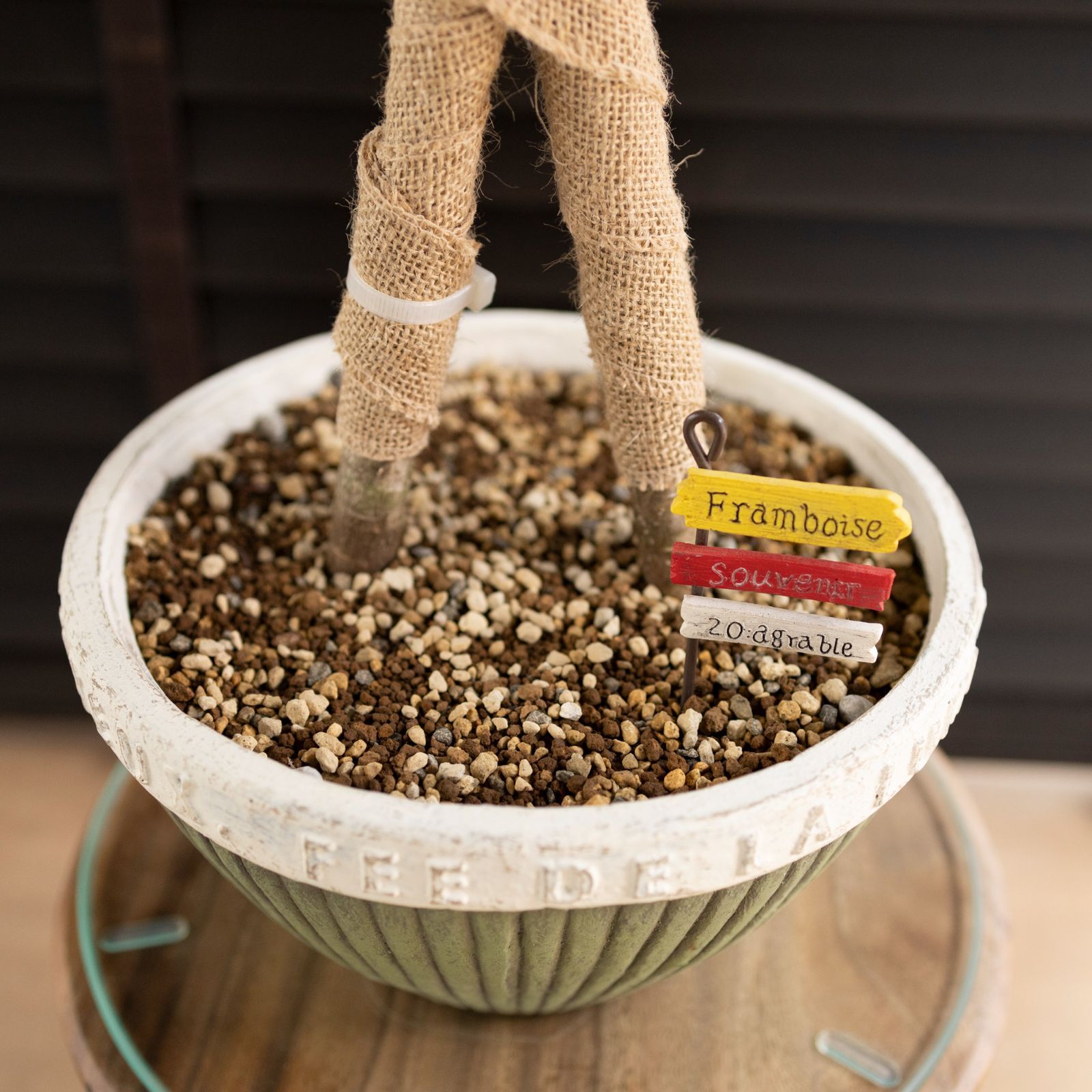 パンダガジュマル 8号 陶器鉢 観葉植物 ガジュマルの木 多幸の木